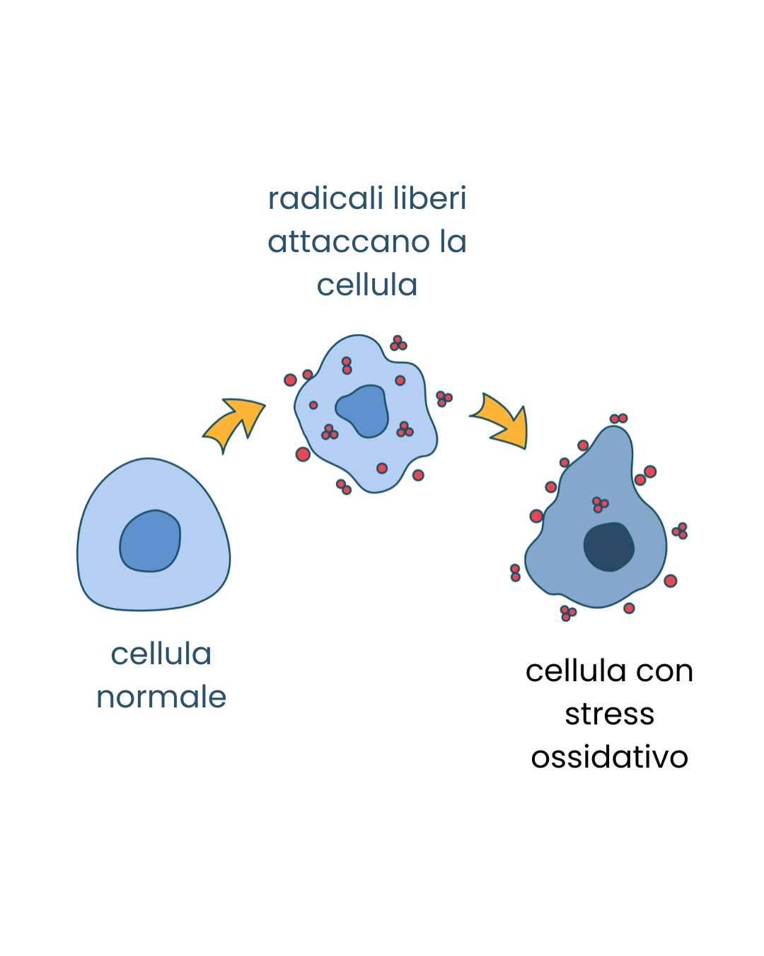 Studio di Napoli sulla N-Acetilcisteina
